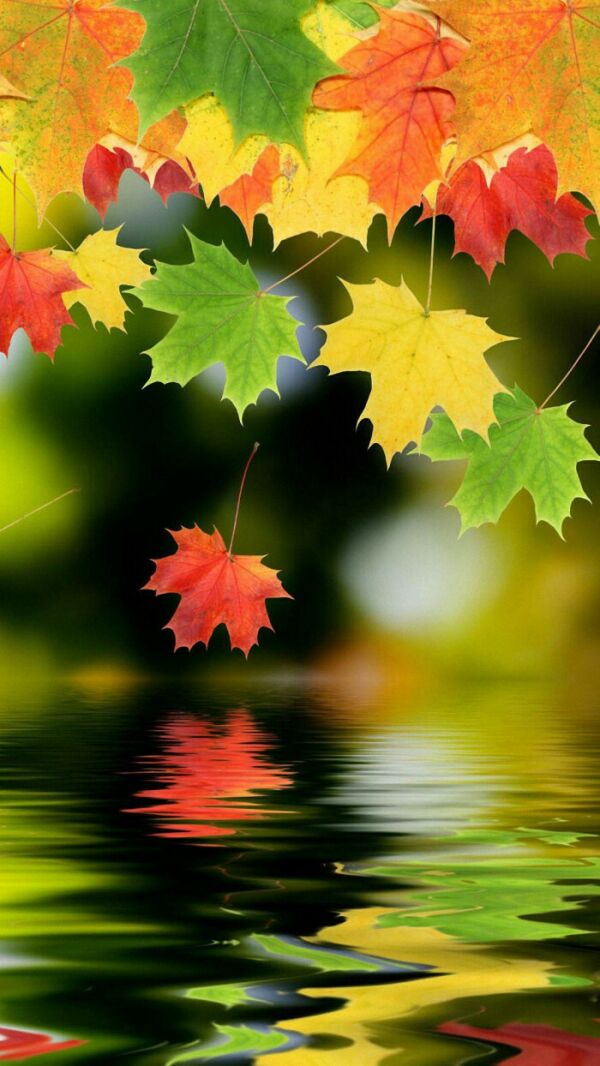 Wallpaper Name