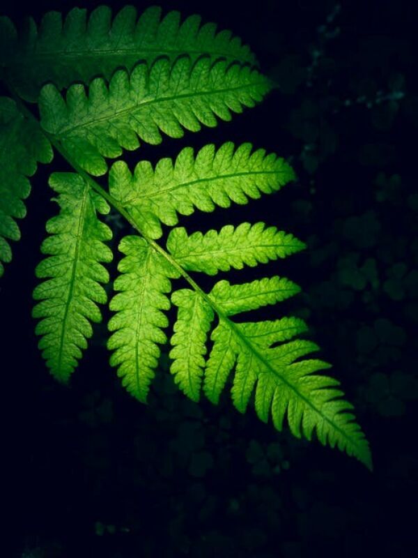Wallpaper Name
