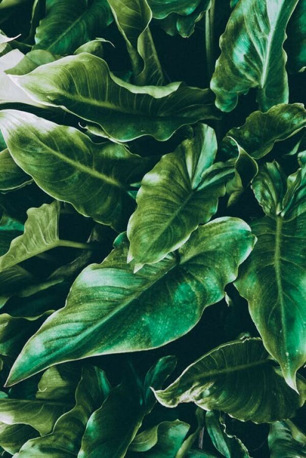 Wallpaper Name